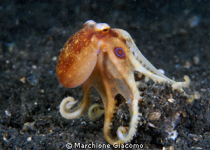 Elegance
Nikon D200 , 60 micro,twin strobo
Lembhe strait by Marchione Giacomo 